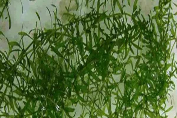 黑藻的简介，是一种多年生沉水草本植物