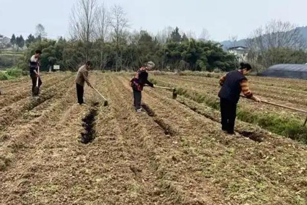 如何种植豇豆，每穴播种2-3粒