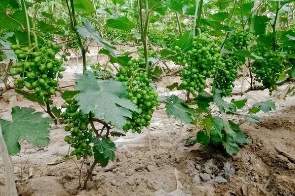 葡萄种子如何水泡发芽，在30℃的水中浸泡24小时左右