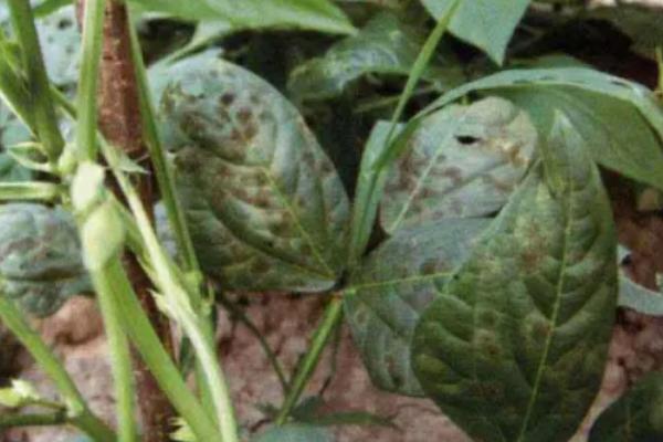 如何种植豇豆，每穴播种2-3粒