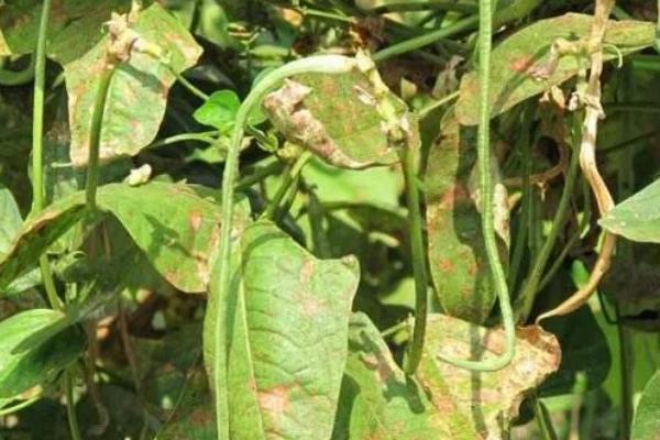 如何种植豇豆，每穴播种2-3粒