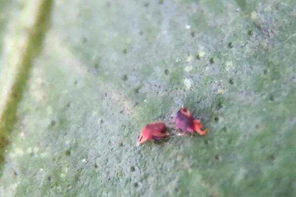 如何种植豇豆，每穴播种2-3粒