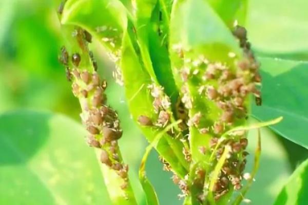 如何种植豇豆，每穴播种2-3粒