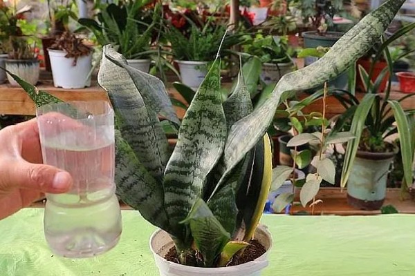 虎皮兰能放在卧室吗，没有任何毒素可以放卧室养