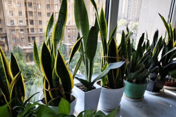 虎皮兰能放在卧室吗，没有任何毒素可以放卧室养