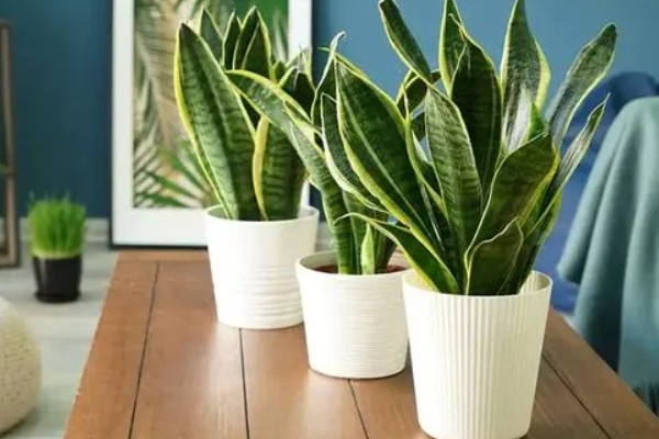 虎皮兰能放在卧室吗，没有任何毒素可以放卧室养