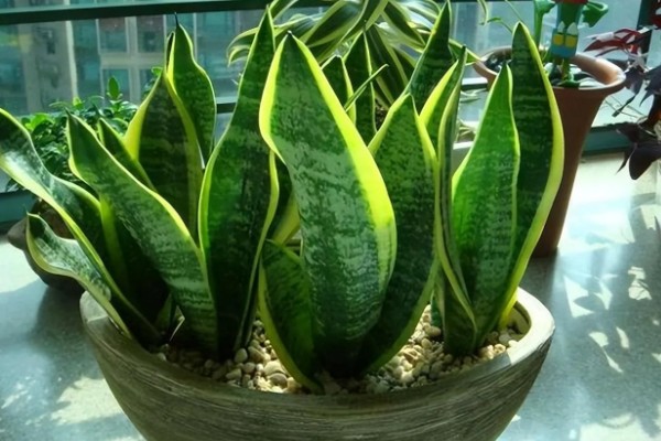 虎皮兰能放在卧室吗，没有任何毒素可以放卧室养