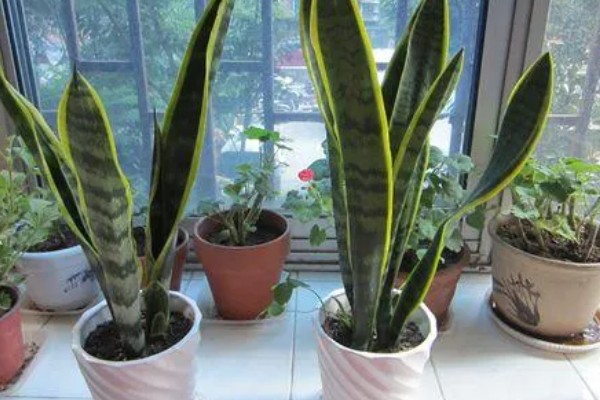 虎皮兰能放在卧室吗，没有任何毒素可以放卧室养