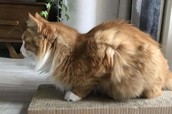 猫咪出现母鸡蹲的原因，可能是感到寒冷、胃部或腹部不适等因素造成