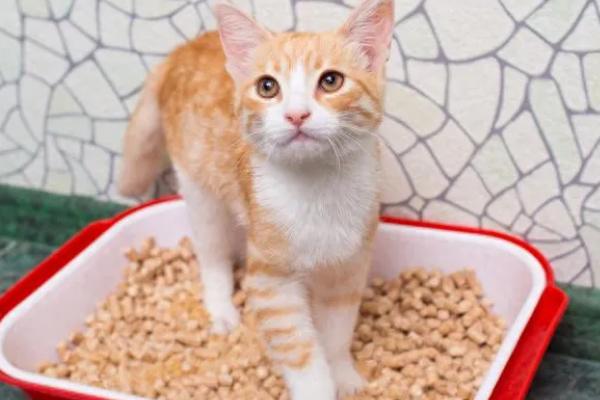 猫咪出现母鸡蹲的原因，可能是感到寒冷、胃部或腹部不适等因素造成