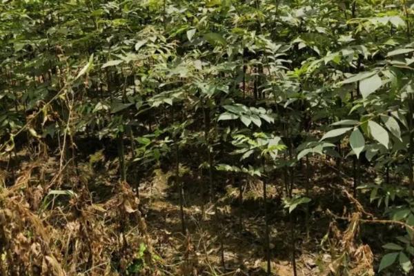 青钱柳树苗可以在哪里买,在当地的大型苗木种植基地购买