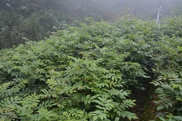 青钱柳树苗可以在哪里买,在当地的大型苗木种植基地购买