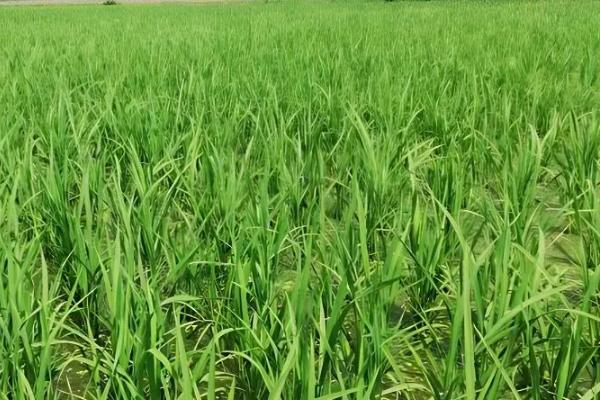 水稻抽穗期遇到高温有影响吗，对产量有影响