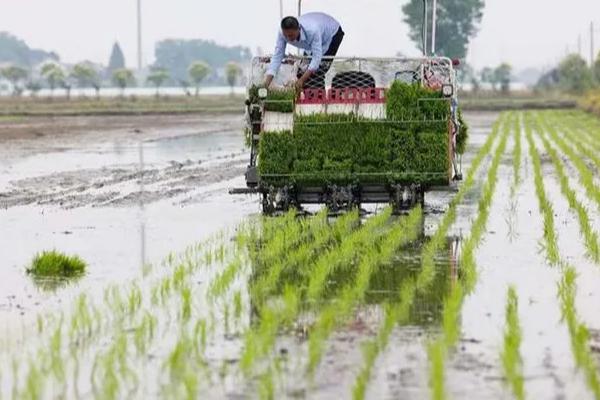 水稻抽穗期遇到高温有影响吗，对产量有影响