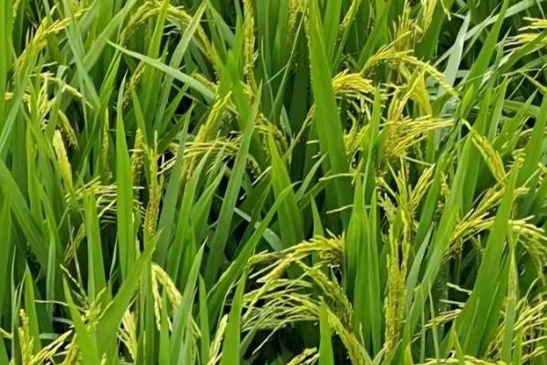 水稻抽穗期遇到高温有影响吗，对产量有影响