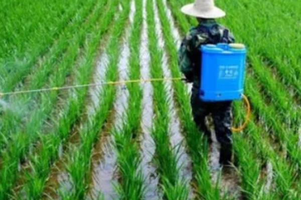 水稻抽穗期遇到高温有影响吗，对产量有影响