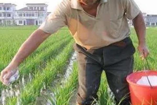 水稻抽穗期遇到高温有影响吗，对产量有影响