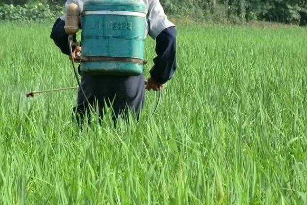 水稻抽穗期遇到高温有影响吗，对产量有影响