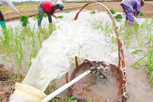 水稻抽穗期遇到高温有影响吗，对产量有影响