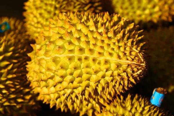 泰国什么时候榴莲最便宜，5-9月份市场上的榴莲较多