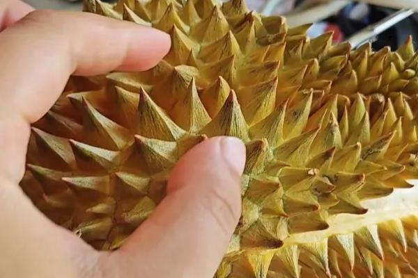 泰国什么时候榴莲最便宜，5-9月份市场上的榴莲较多