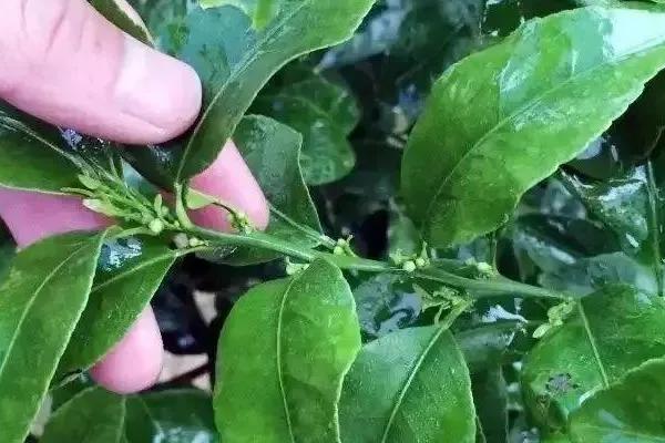 柑橘花芽分化的时间，在每年10月到次年1月