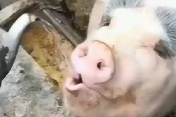 卡巴匹林钙是酸性的还是碱性的，属于酸性