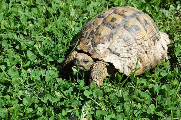 乌龟是不是动物，是龟科、拟水龟属里面的爬行动物