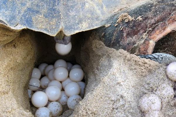 乌龟是不是动物，是龟科、拟水龟属里面的爬行动物