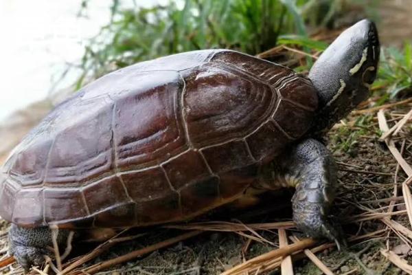 乌龟是不是动物，是龟科、拟水龟属里面的爬行动物