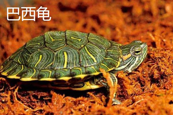 乌龟是不是动物，是龟科、拟水龟属里面的爬行动物