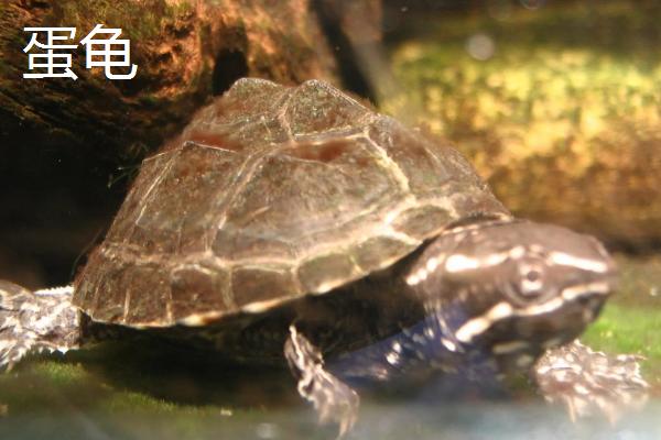 乌龟是不是动物，是龟科、拟水龟属里面的爬行动物