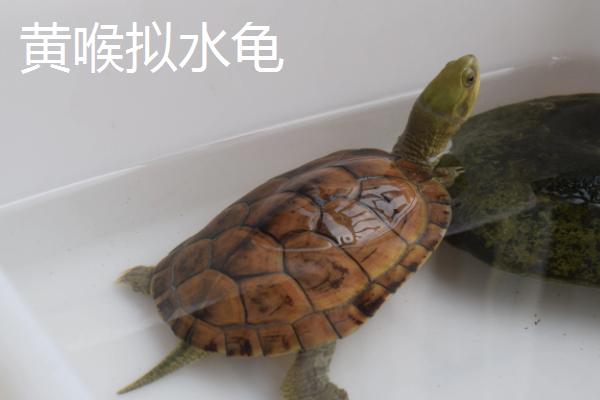 乌龟是不是动物，是龟科、拟水龟属里面的爬行动物