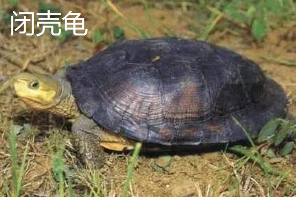 乌龟是不是动物，是龟科、拟水龟属里面的爬行动物