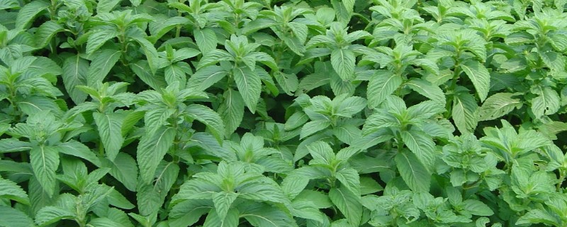 薄荷剪下来能不能直接种土里，不能直接种植在土壤里