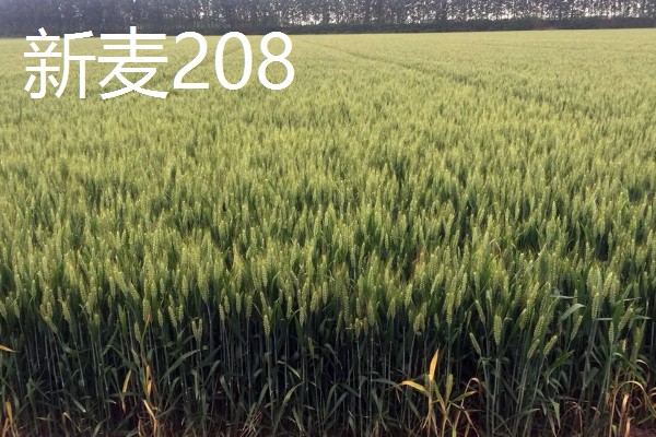 小麦半冬性的含义，是指通过春化阶段需要3-15°C、历时15-20天的品种