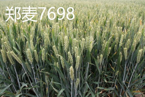 小麦半冬性的含义，是指通过春化阶段需要3-15°C、历时15-20天的品种