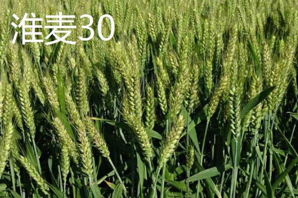 小麦半冬性的含义，是指通过春化阶段需要3-15°C、历时15-20天的品种