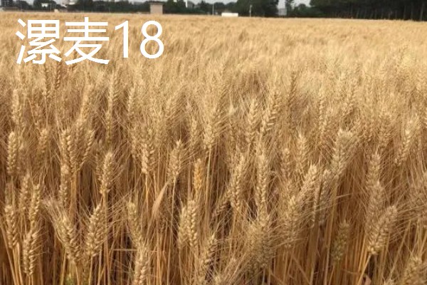 小麦半冬性的含义，是指通过春化阶段需要3-15°C、历时15-20天的品种