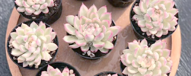 冬天养多肉的注意事项,冬天要移入室内养殖