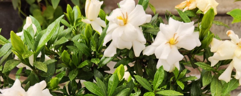 为什么枙子花掉花苞子，可能是光照不足所致
