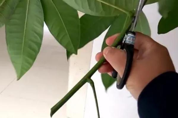 发财树剪下的枝条能养活吗，剪下的枝条可以养活