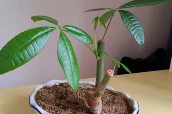 发财树剪下的枝条能养活吗，剪下的枝条可以养活