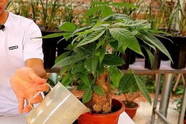 发财树剪下的枝条能养活吗，剪下的枝条可以养活