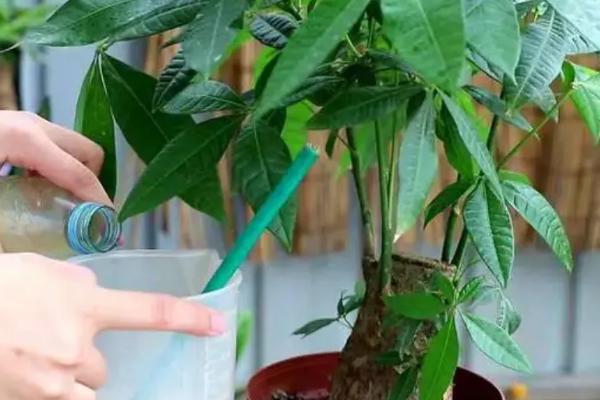 发财树剪下的枝条能养活吗，剪下的枝条可以养活