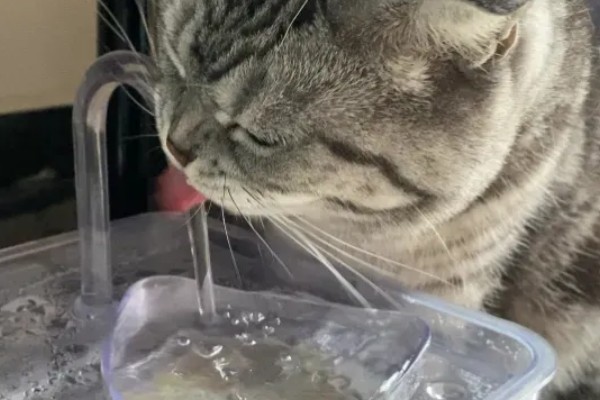 猫咪为什么会患上泪囊炎，饮食不当、眼部疾病等因素都会引起