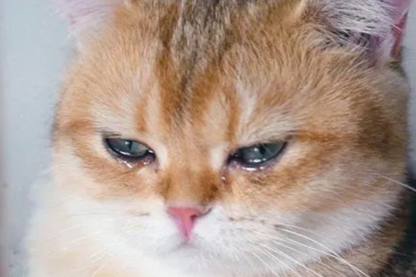 猫咪为什么会患上泪囊炎，饮食不当、眼部疾病等因素都会引起