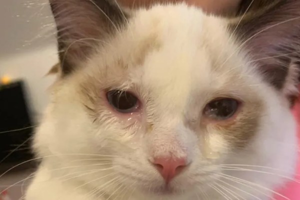 猫咪为什么会患上泪囊炎，饮食不当、眼部疾病等因素都会引起