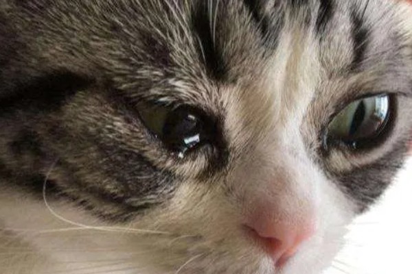 猫咪为什么会患上泪囊炎，饮食不当、眼部疾病等因素都会引起