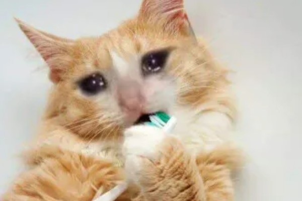 猫咪为什么会患上泪囊炎，饮食不当、眼部疾病等因素都会引起